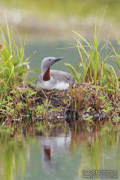 Red-throated Loon, Seward Peninsula, Alaska, United States
